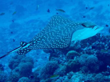 Spotted Eagle Ray - Aetobatus narinari - Palau