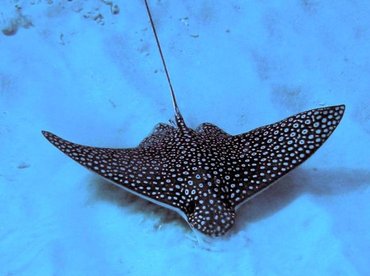 Spotted Eagle Ray - Aetobatus narinari - Little Cayman
