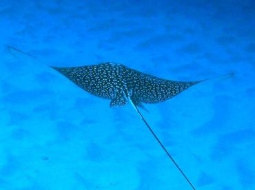 Spotted Eagle Ray - Aetobatus narinari - Little Cayman