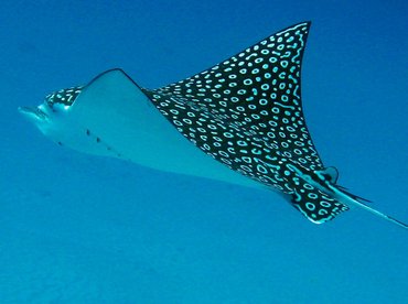 Spotted Eagle Ray - Aetobatus narinari - Isla Mujeres, Mexico