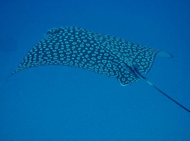 Spotted Eagle Ray - Aetobatus narinari - Isla Mujeres, Mexico