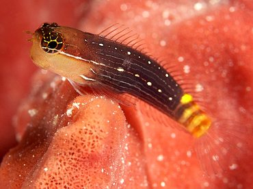 Pictus Coralblenny - Ecsenius pictus - Wakatobi, Indonesia