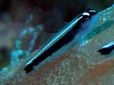 Linesnout Goby - Elacatinus lori - Belize