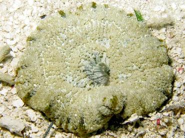 Elegant Anemone - Actinoporus elegans - Belize