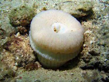 Elegant Anemone - Actinoporus elegans - Roatan, Honduras