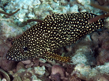 Specklefin Grouper - Epinephelus ongus - Anilao, Philippines