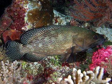 Specklefin Grouper - Epinephelus ongus - Wakatobi, Indonesia