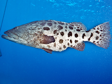 Potato Cod - Epinephelus tukula - Great Barrier Reef, Australia
