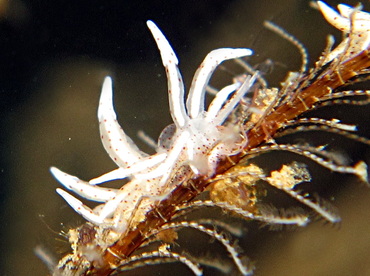 Eubranchus sp. 1 - Eubranchus sp. 1 - Dumaguete, Philippines