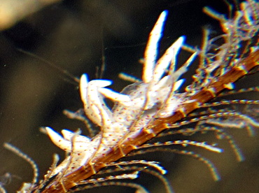 Eubranchus sp. 1 - Eubranchus sp. 1 - Dumaguete, Philippines