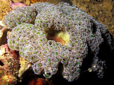 Anchor Coral - Euphyllia ancora - Palau