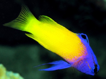 Fairy Basslet - Gramma loreto - Grand Cayman