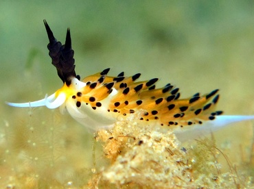 Ringed Favorinus - Favorinus tsuruganus - Dumaguete, Philippines