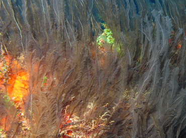 Feather Hydroid - Gymnangium longicauda - Isla Mujeres, Mexico