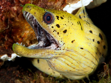 Fimbriated Moray Eel - Gymnothorax fimbriatus - Bali, Indonesia