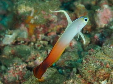 Fire Dartfish - Nemateleotris magnifica - Anilao, Philippines