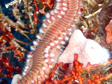 Bearded Fireworm - Hermodice carunculata - Key Largo, Florida