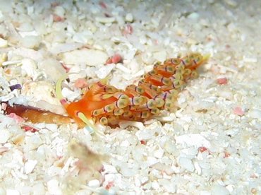 Purple-Ring Nudibranch - Flabellina hamanni - Aruba