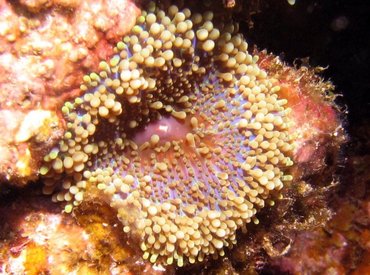 Florida Corallimorph - Ricordea florida - Roatan, Honduras