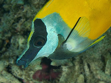 Foxface Rabbitfish - Siganus vulpinus - Wakatobi, Indonesia