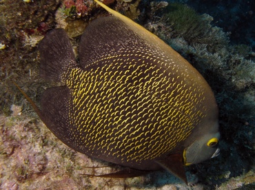 French Angelfish - Pomacanthus paru - Belize