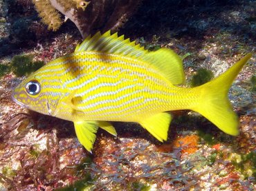 French Grunt - Haemulon flavolineatum - Isla Mujeres, Mexico