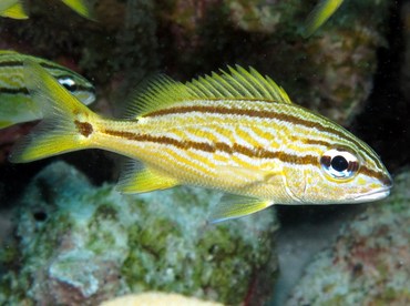 French Grunt - Haemulon flavolineatum - Bonaire