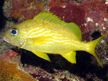 French Grunt - Haemulon flavolineatum - Grand Cayman