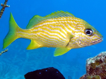 French Grunt - Haemulon flavolineatum - Key Largo, Florida