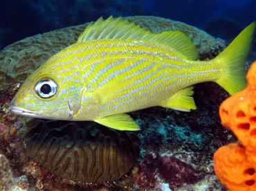 French Grunt - Haemulon flavolineatum - Cozumel, Mexico