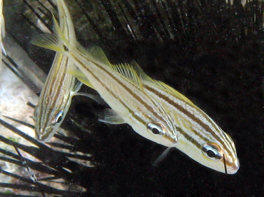 French Grunt - Haemulon flavolineatum - St John, USVI