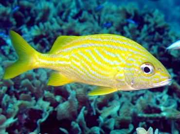 French Grunt - Haemulon flavolineatum - Belize