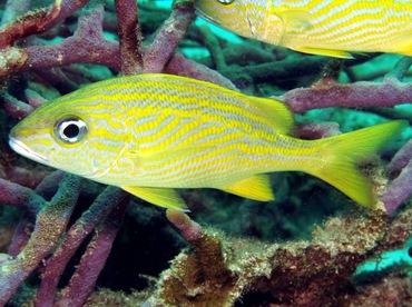 French Grunt - Haemulon flavolineatum - Nassau, Bahamas