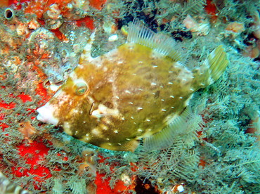 Fringed Filefish - Monacanthus ciliatus - Blue Heron Bridge, Florida