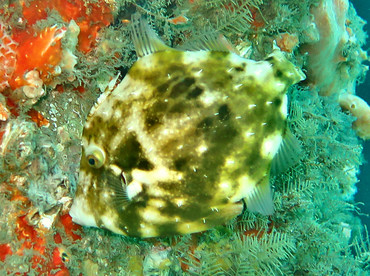 Fringed Filefish - Monacanthus ciliatus - Blue Heron Bridge, Florida