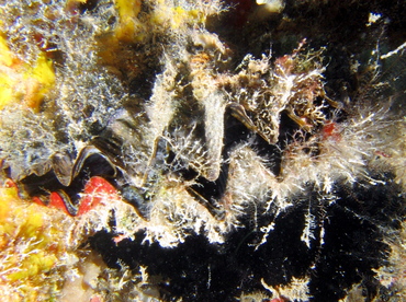 Frond Oyster - Dendostrea frons - Key Largo, Florida