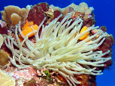 Giant Anemone - Condylactis gigantea - Cozumel, Mexico