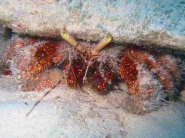 Giant Hermit Crab - Petrochirus diogenes - Cozumel, Mexico