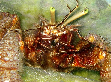 Giant Hermit Crab - Petrochirus diogenes - Belize