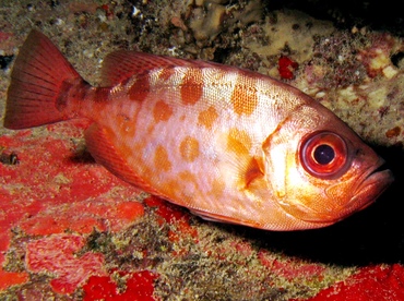 Glasseye Snapper - Heteropriacanthus cruentatus - St Thomas, USVI