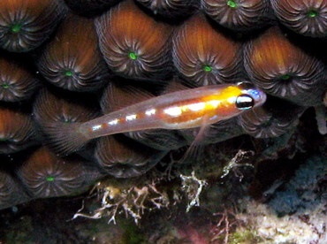 Masked/Glass Goby - Coryphopterus personatus/hyalinus - Nassau, Bahamas