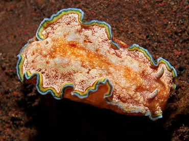 Girdled Glossodoris - Glossodoris cincta - Bali, Indonesia