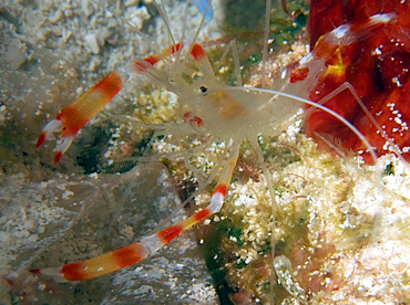 Golden Coral Shrimp - Stenopus scutellatus - Cozumel, Mexico