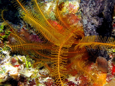 Golden Crinoid - Davidaster rubiginosa - Belize