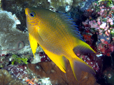Golden Damselfish - Amblyglyphidodon aureus - Palau