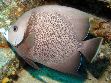 Gray Angelfish - Pomacanthus arcuatus - Grand Cayman
