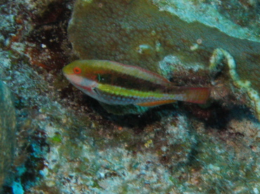 Greenblotch Parrotfish - Sparisoma atomarium - Belize