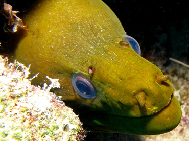 Green Moray Eel - Gymnothorax funebris - Nassau, Bahamas