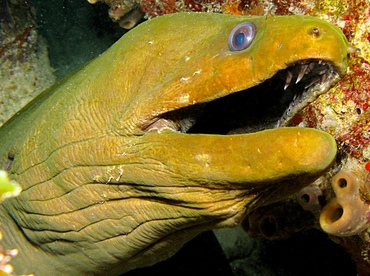 Green Moray Eel - Gymnothorax funebris - Key Largo, Florida