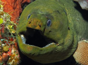 Green Moray Eel - Gymnothorax funebris - Turks and Caicos